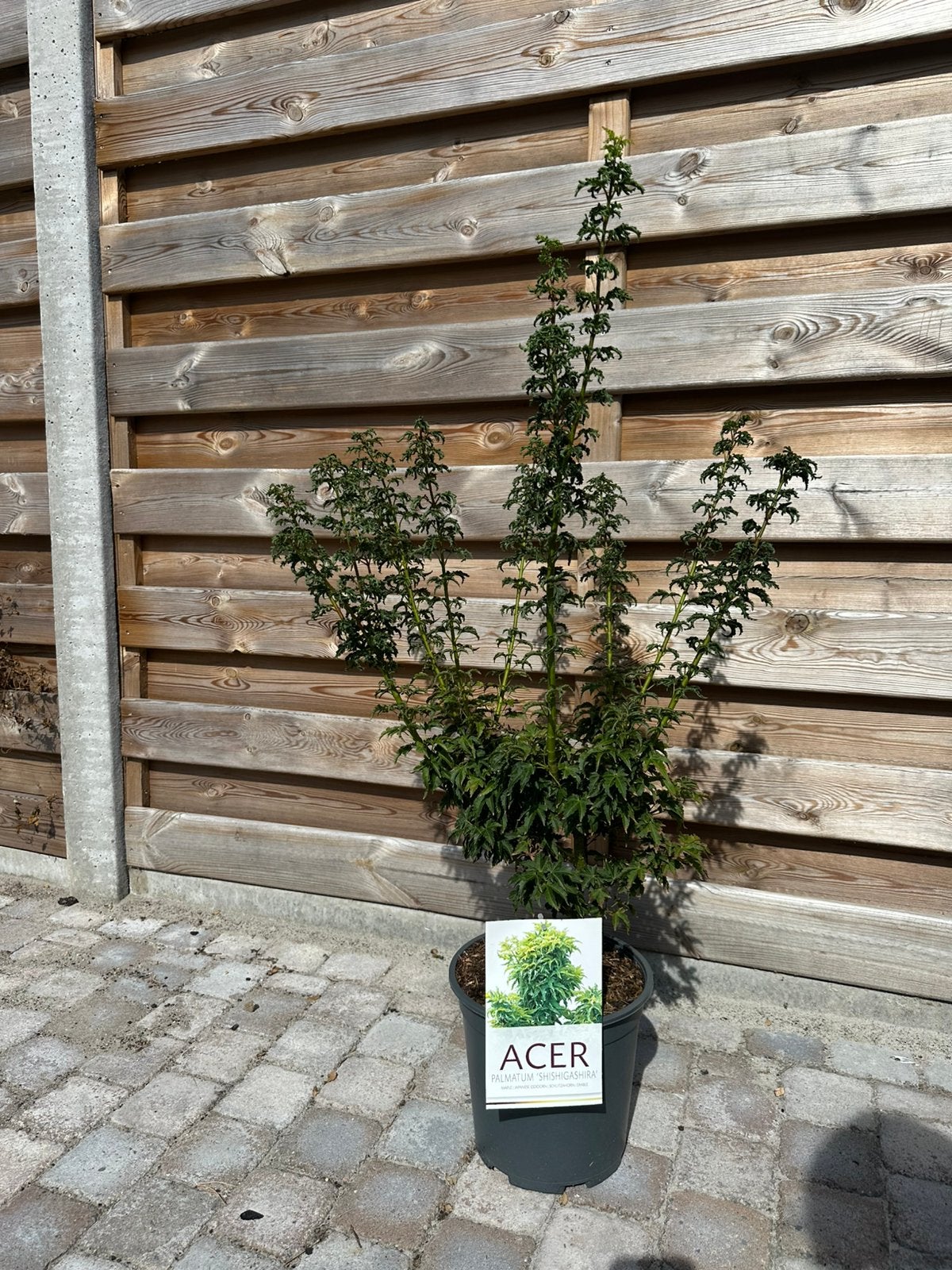 Acer shishigashira, Tuin en Terras, Ophalen