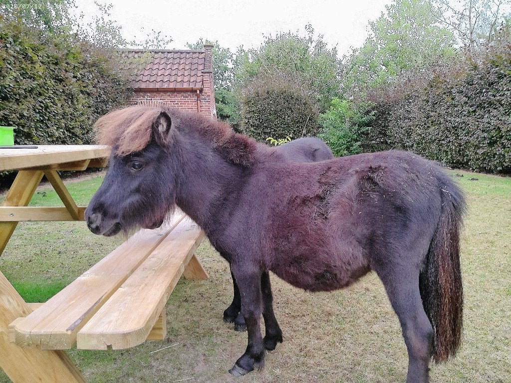 Deux étalons d'un an des Shetlanders avec des papiers, Animaux & Accessoires, Poney d'attelage, Avec pedigree, Poney A (jusqu'à 1.17 m)