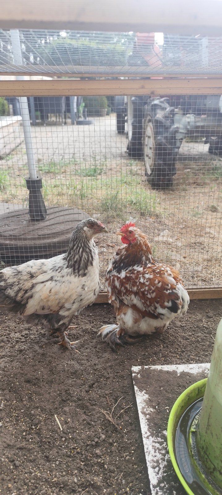 Ayam Cemani, Brahma, Cochin kriek, Mechelse koekoek 20-24 wk, Plusieurs animaux, Poule ou poulet