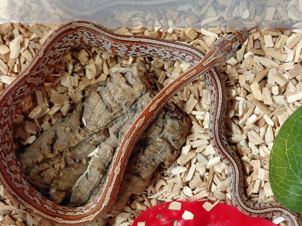 hypo tessera (mâle) en 2025, Animaux & Accessoires, Serpent, 0 à 2 ans