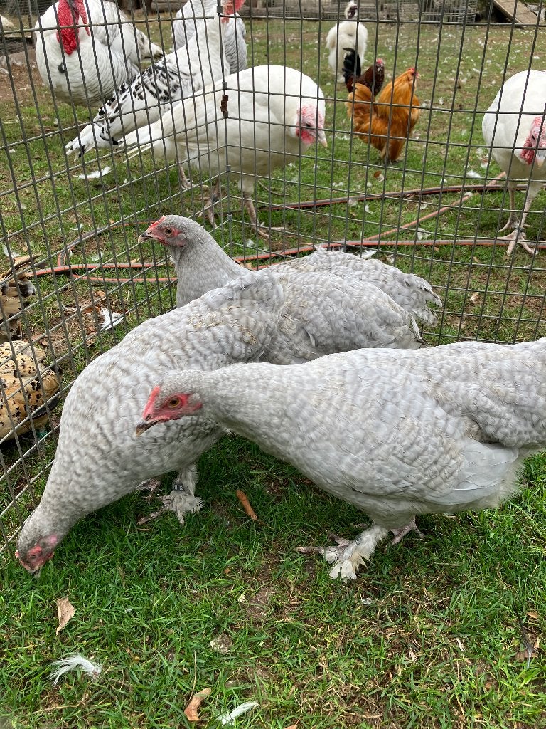 Poules Malines naines: coucou et coucou gris-perle, Femelle, Poule ou poulet