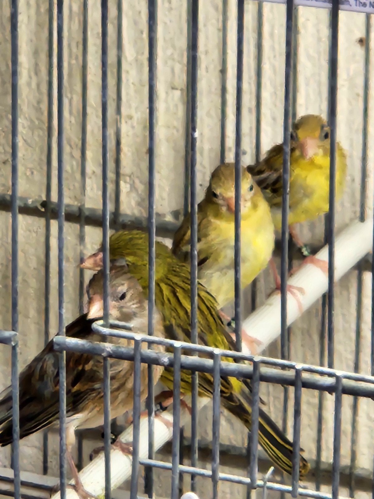 canaris raza espagnol 2026 et 2025, Dieren en Toebehoren, Vogels | Kanaries