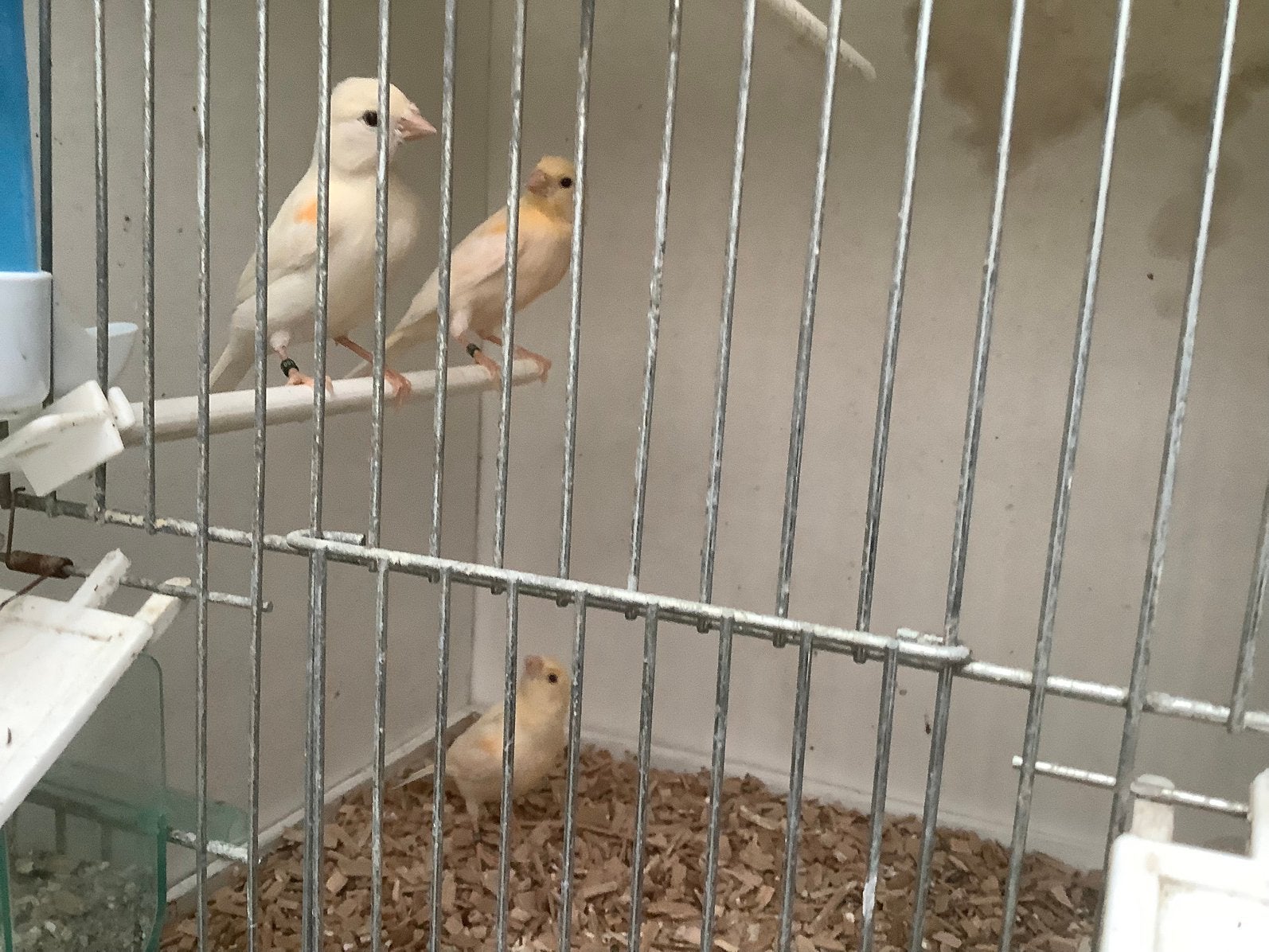 Rood mozaiek kanaries, Dieren en Toebehoren, Meerdere dieren, Kleurkanarie