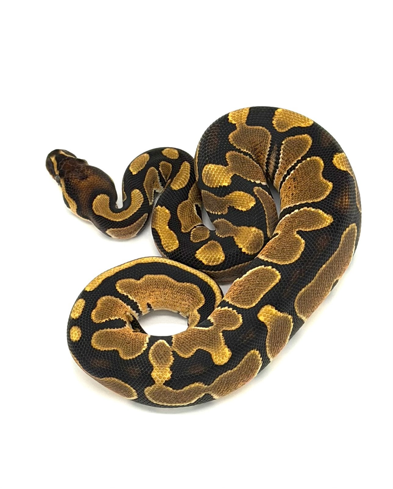 0.1 Vanilla Het Hypo 66%het Puzzle, Dieren en Toebehoren, Slang, Tam, 0 tot 2 jaar