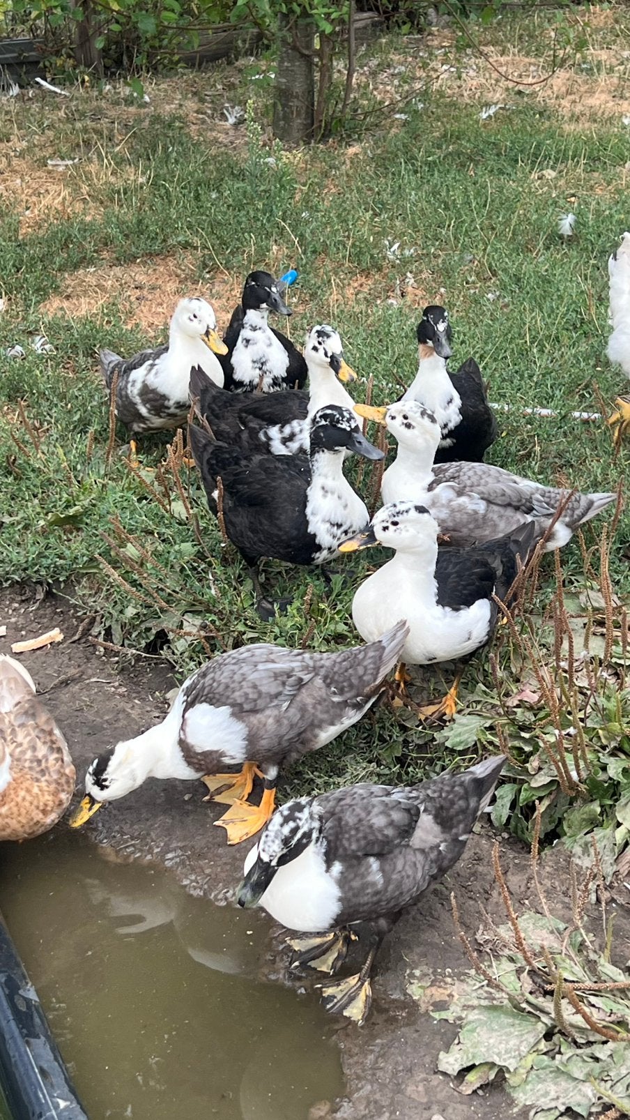 Kuifeenden, Dieren en Toebehoren, Pluimvee, Mannelijk, Eend