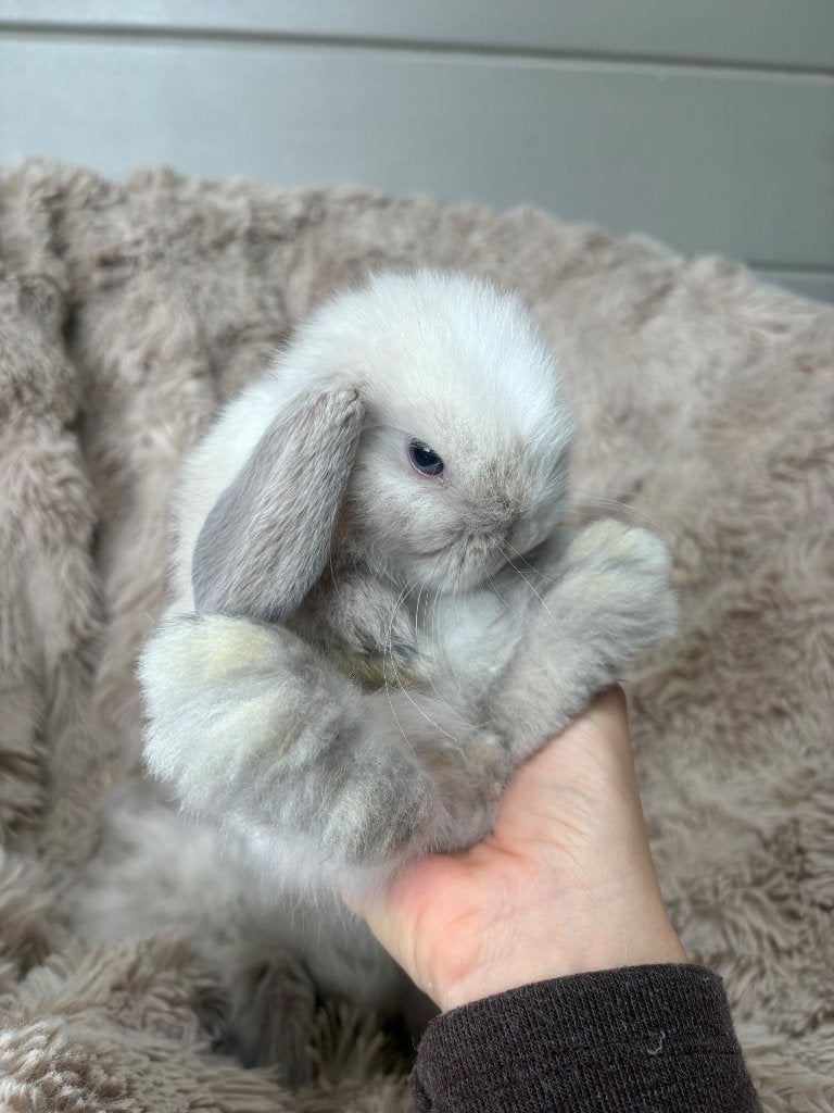 Knappe minilop rammetjes te koop, Mâle, Nain, Oreilles tombantes, 0 à 2 ans
