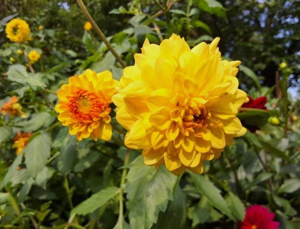 Dahlia's, Ophalen