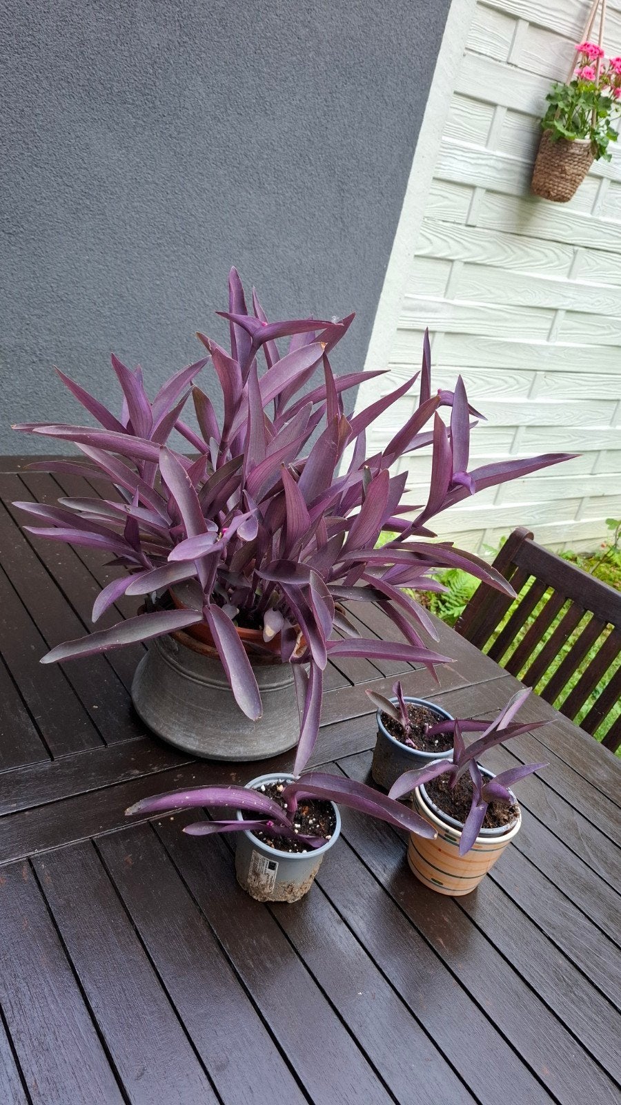 Tradescantia pallida,  misère pourpre