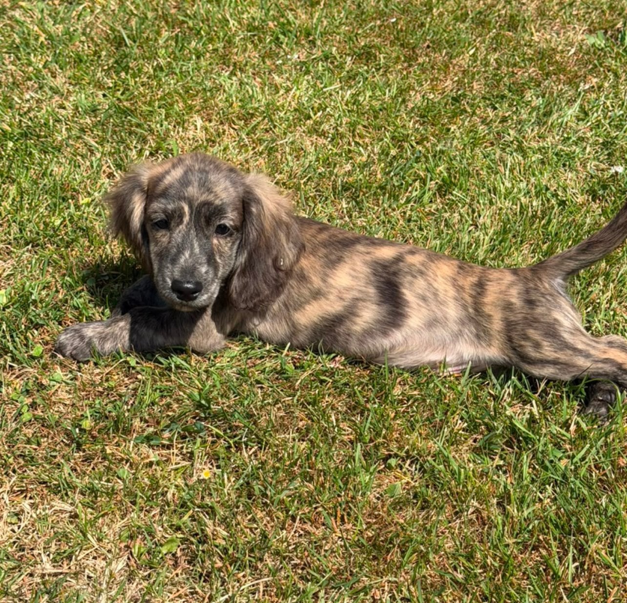 teckel pups,dwerg,langhaar, brindle,reu, Dieren en Toebehoren, Honden | Teckels en Dashonden, België, Reu, 8 tot 15 weken, Dwerg