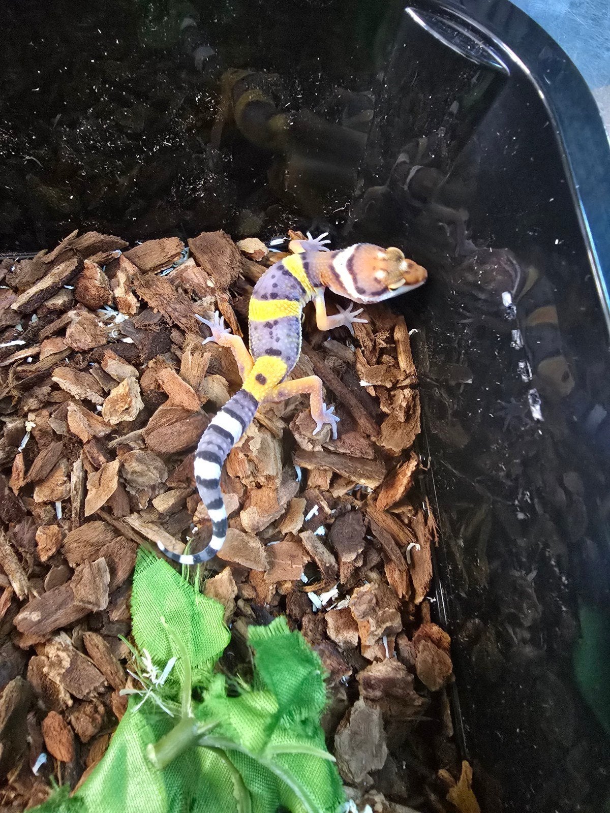 Jonge luipaardgekko's in vele kleuren, Animaux & Accessoires, Reptiles & Amphibiens, Amphibien