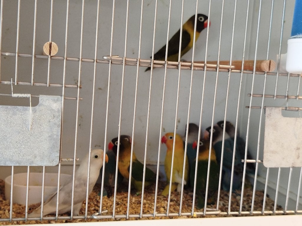 Personata's, Dieren en Toebehoren, Vogels | Parkieten en Papegaaien