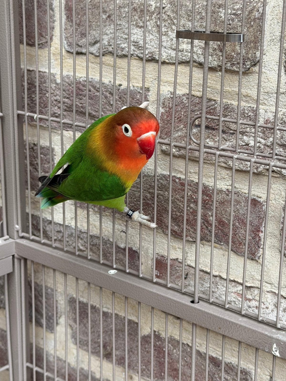 Agapornis dwergpapegaai, Dieren en Toebehoren, Geslacht onbekend, Dwergpapegaai of Agapornis, Geringd