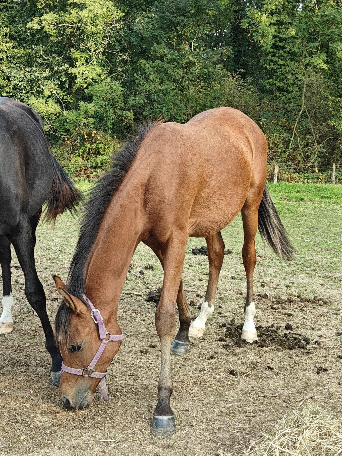 arabier jaarling hengst, Animaux & Accessoires, Avec pedigree, Moins de 160 cm, Étalon, 0 à 2 ans