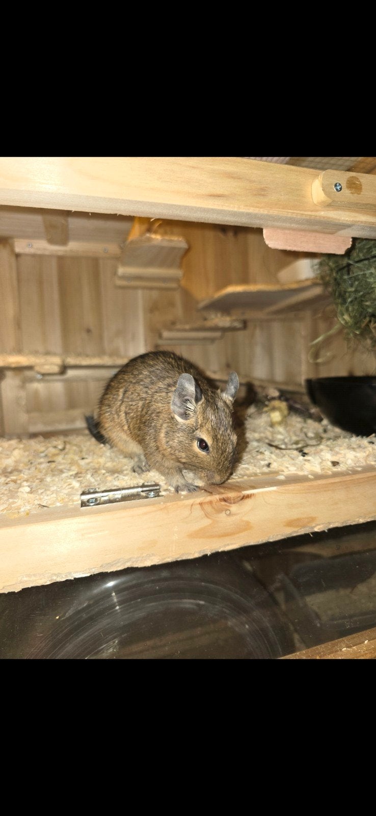 Degus, Janvier, Femelle, Autres types