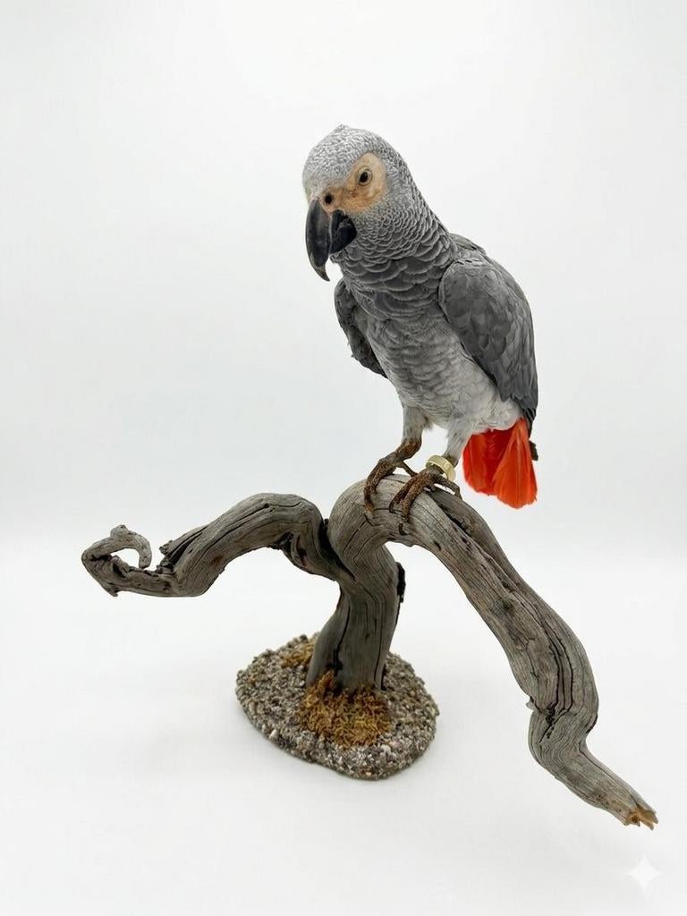 Opgezette roodstaart papegaai taxidermie, Verzamelen, Ophalen of Verzenden, Nieuw, Vogel, Opgezet dier