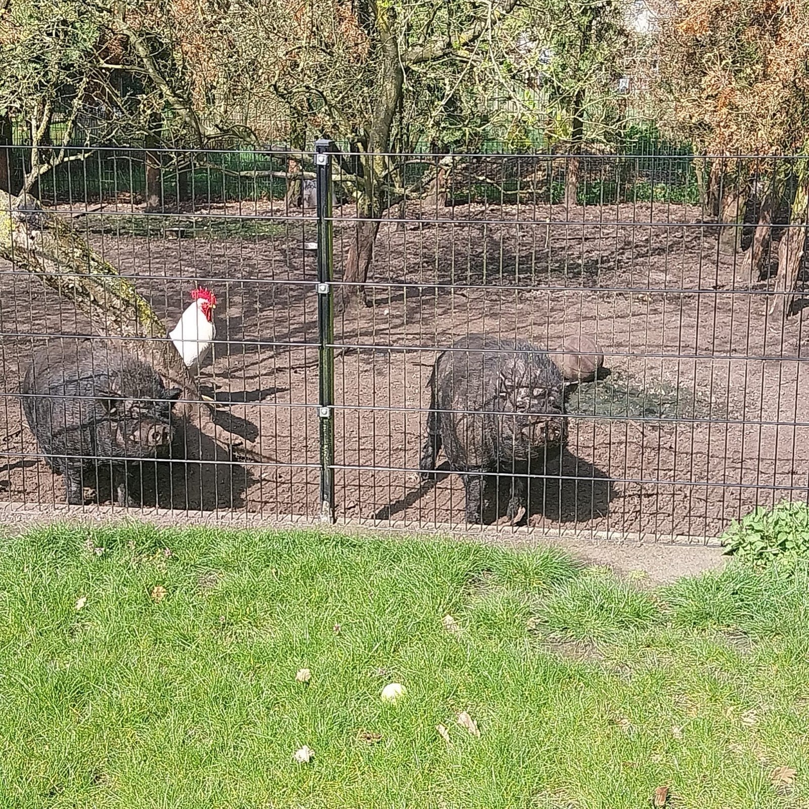 gratis 2 varkens, Dieren en Toebehoren, Vogels | Overige Vogels