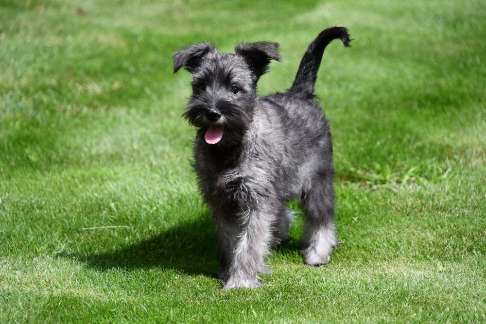 Chiots Schnauzer miniatures à vendre, Animaux & Accessoires, Chiens | Bouledogues, Pinschers & Molossoïdes, 15 semaines à 1 an
