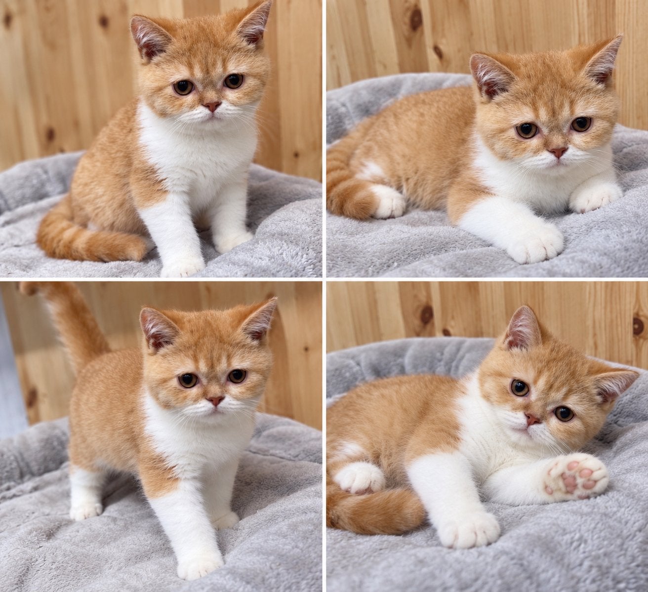 Brits korthaar, Animaux & Accessoires, Chat