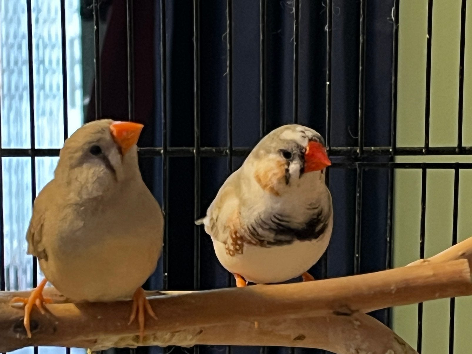 Koppel zebravinken, Dieren en Toebehoren, Vogels | Overige Vogels