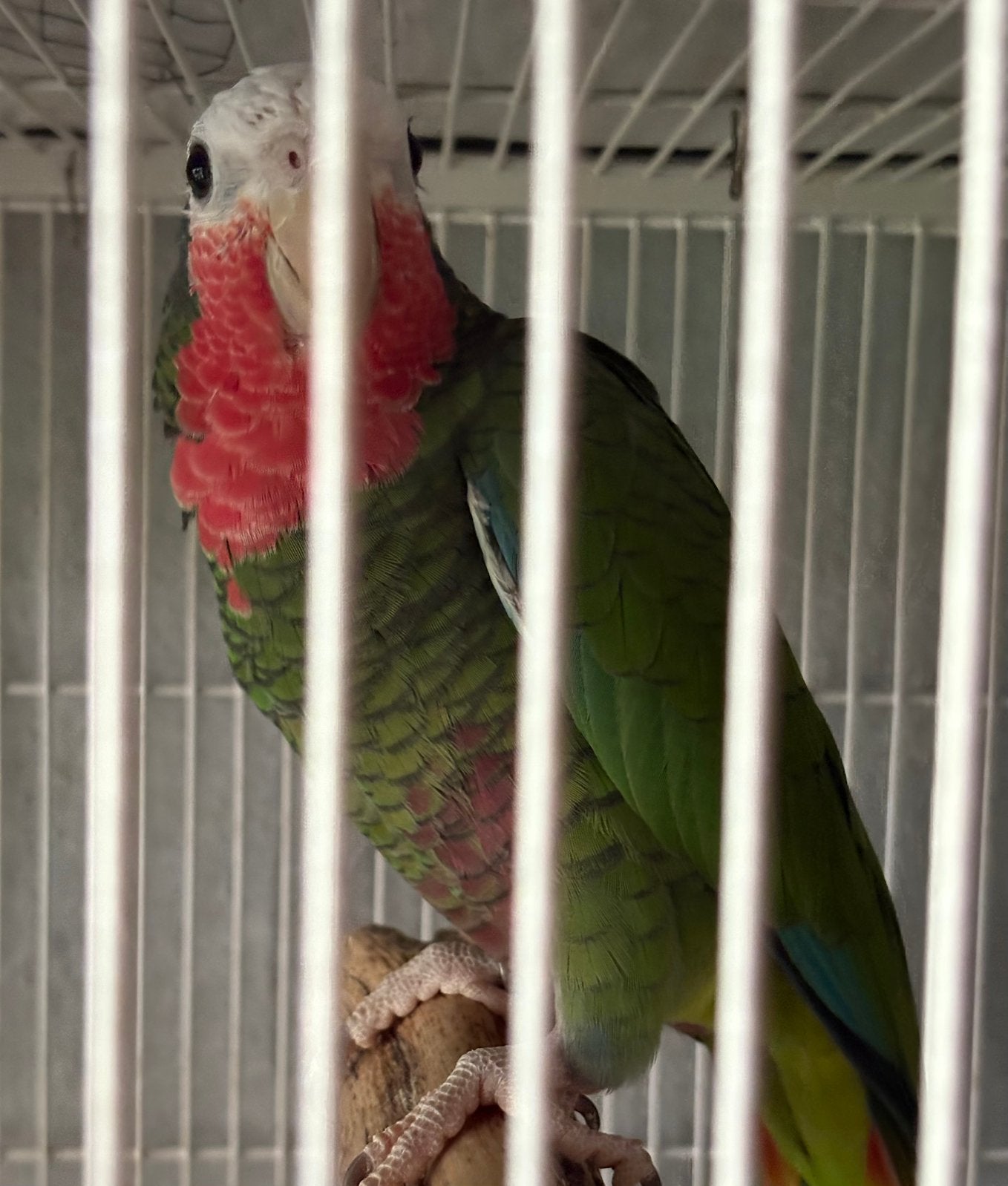 Cuba amazone Papegaai, Mâle, Perroquet, Bagué