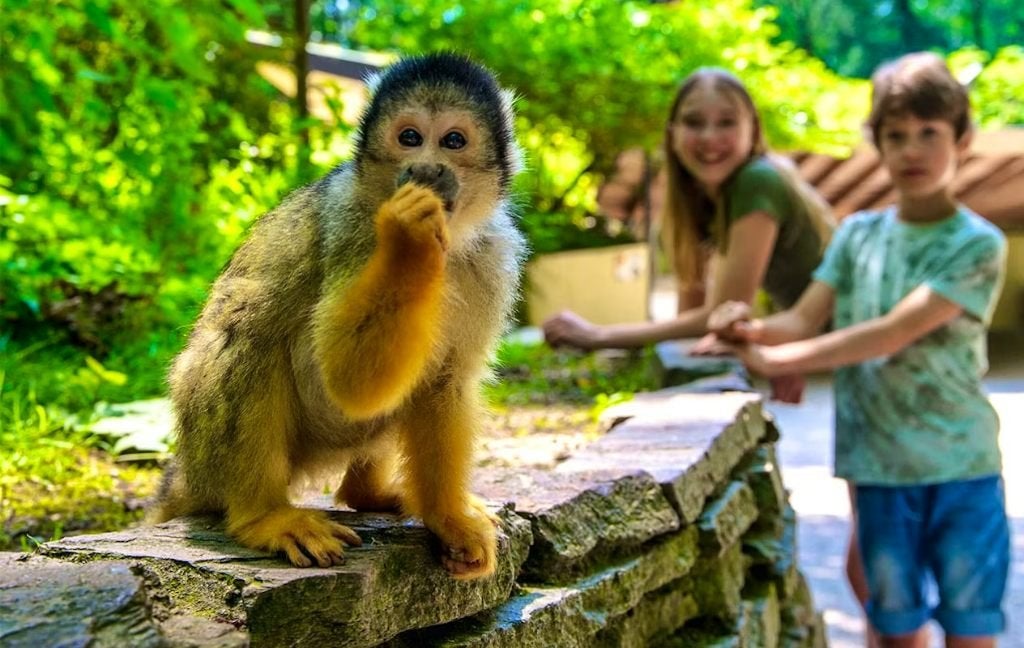 Apenheul 2026 - Billets - PROMO !, Tickets & Billets, Loisirs | Jardins zoologiques, Deux personnes