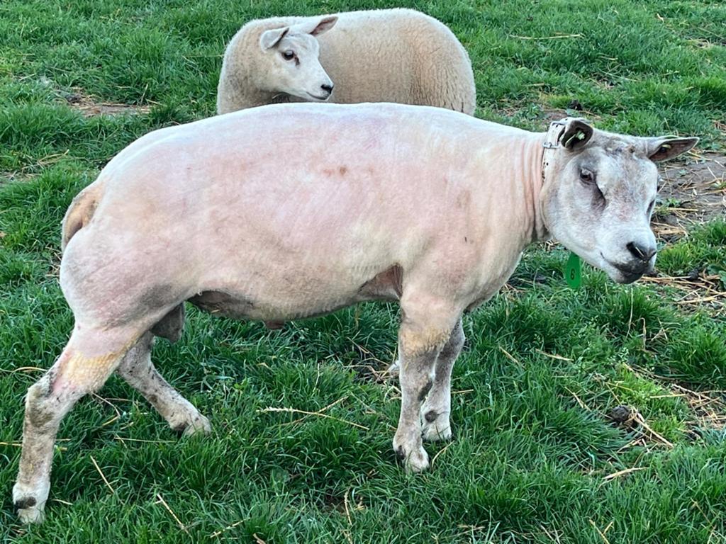 Moutons pour la fete numéro +32 470 27 85 13