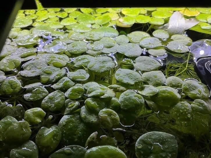 Limnobium laevigatum (Amazone Kikkerbeet), Dieren en Toebehoren, Ophalen, Nieuw, Plant(en), Steen of Hout, Overige merken