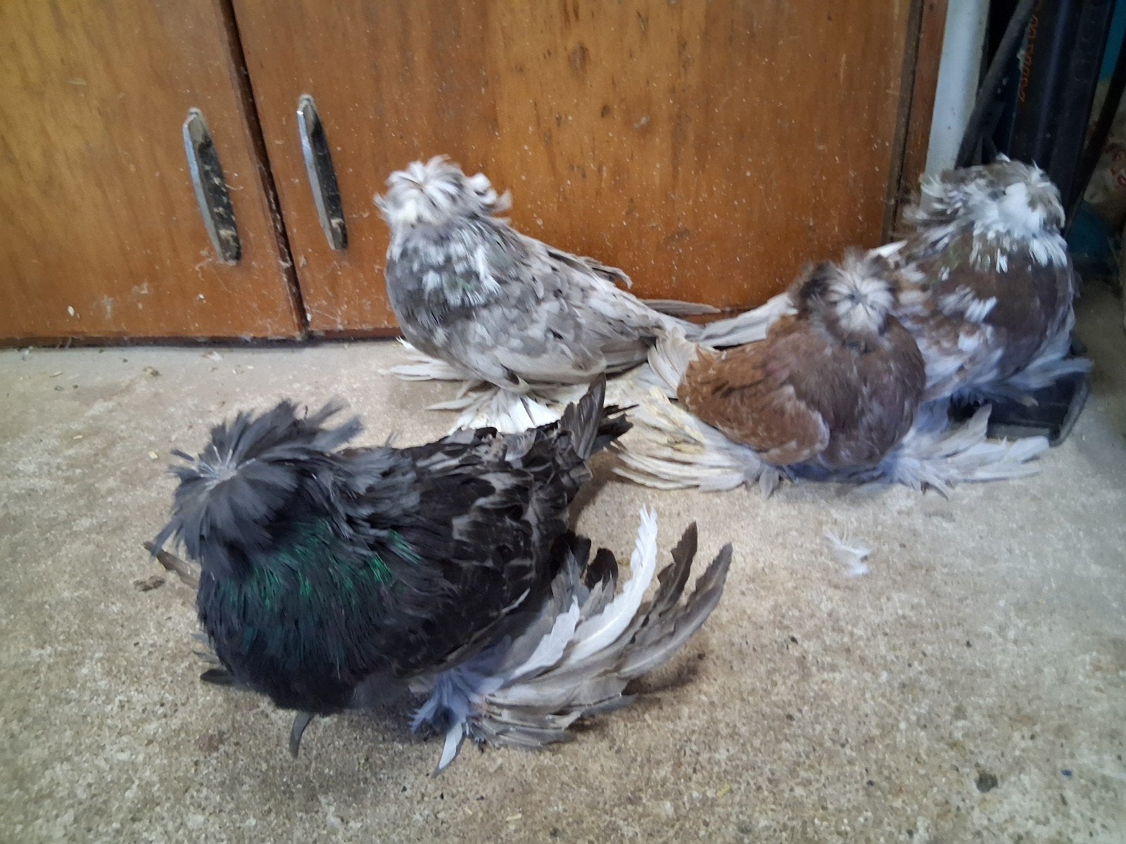 boecharijse trommelduif, Dieren en Toebehoren, Vogels | Duiven