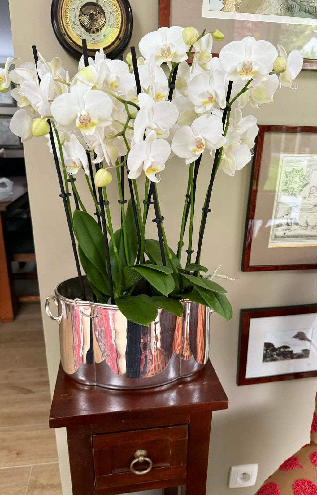 Siercachepot verzilverd ideaal voor 2 orchidee planten, Enlèvement