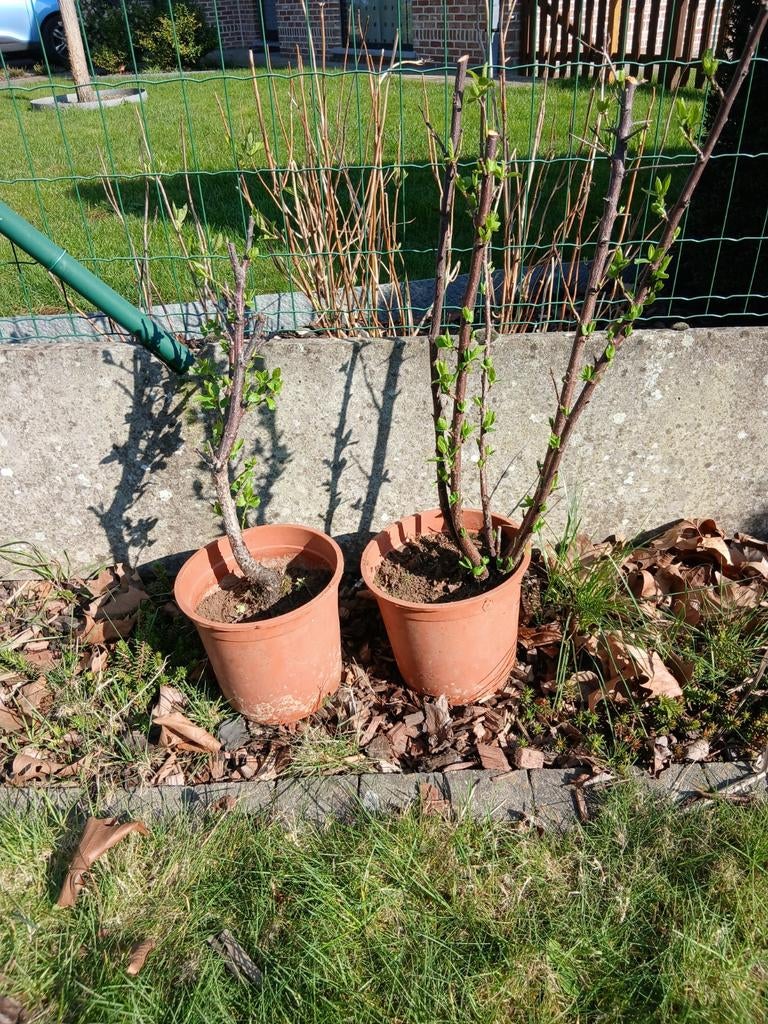 Pruimen boom blauw, Tuin en Terras, Planten | Tuinplanten, Ophalen
