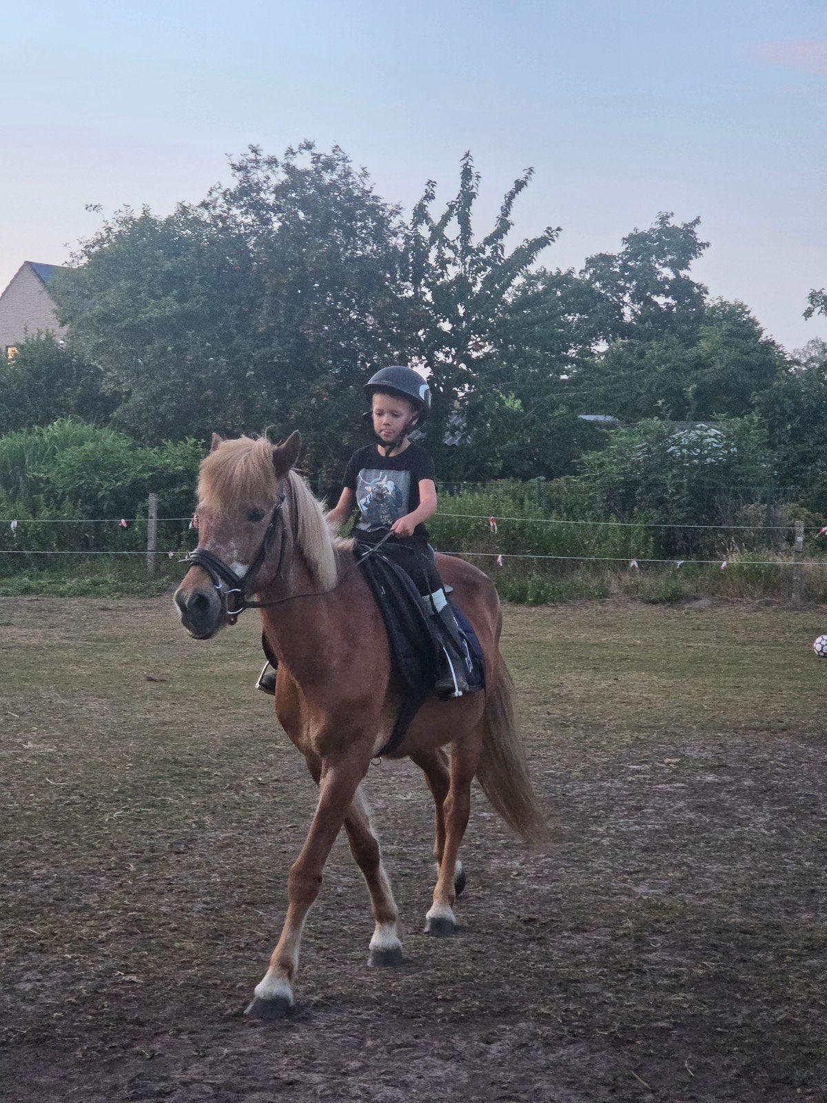 zeer zeer brave en lieve kinder ruin, Dieren en Toebehoren, Ruin, C pony (1.27m tot 1.37m), Met stamboom, 11 jaar of ouder