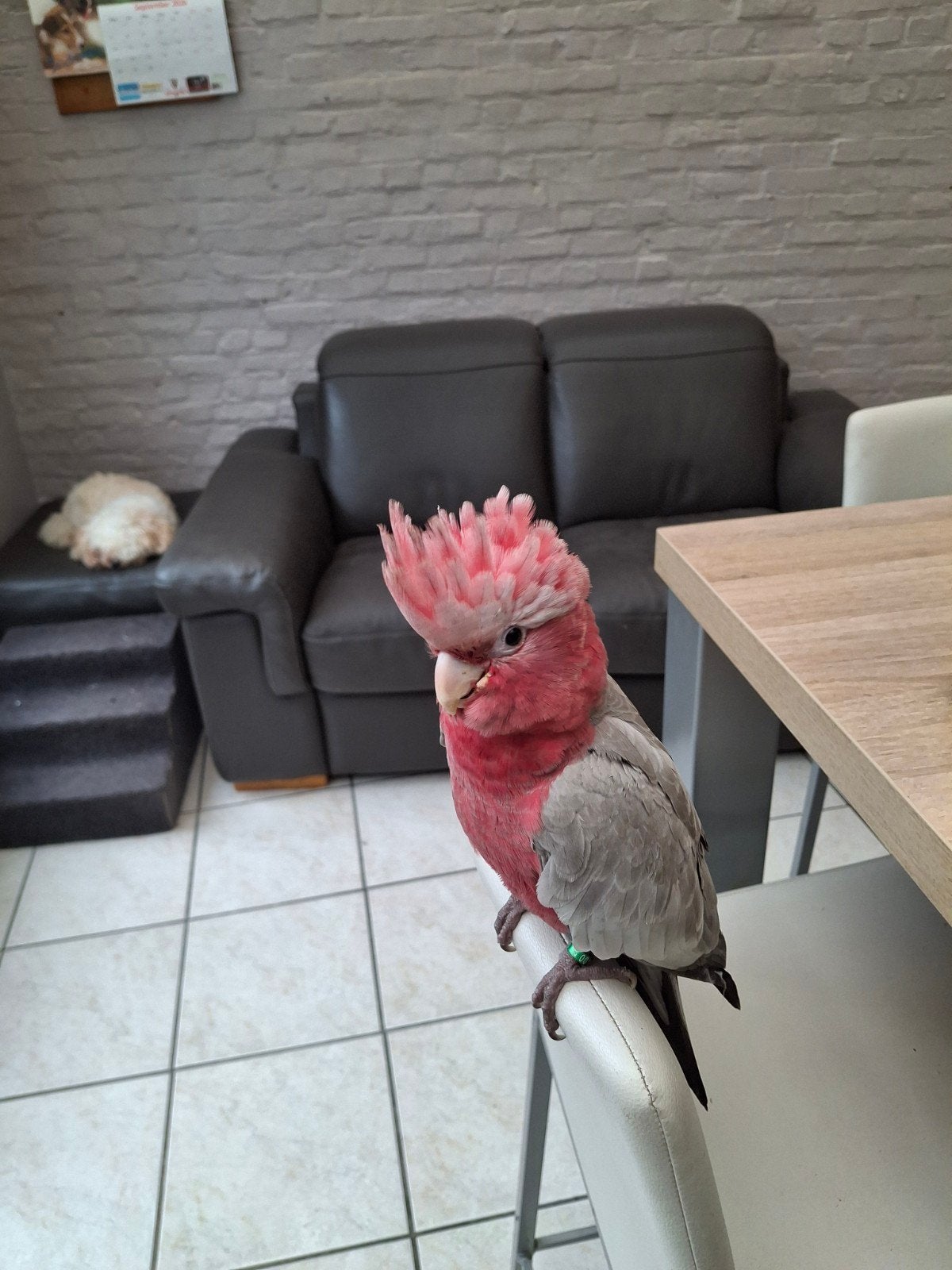 roze kaketoe, Dieren en Toebehoren
