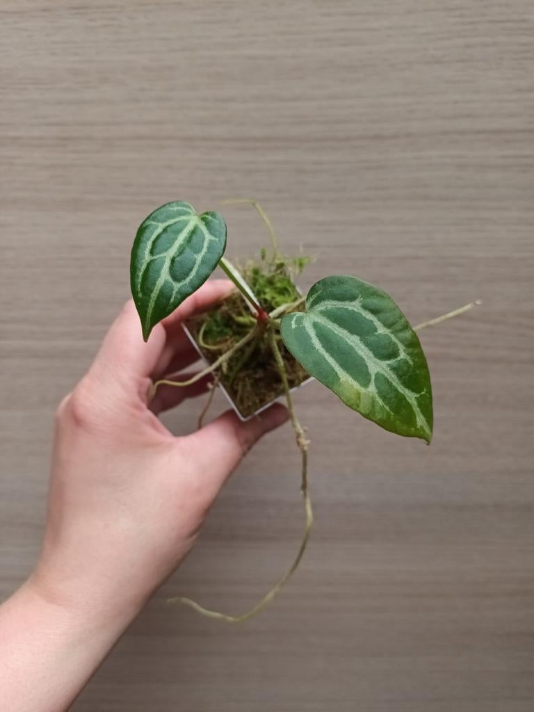 Anthurium crystallinum x veitchii, Enlèvement ou Envoi