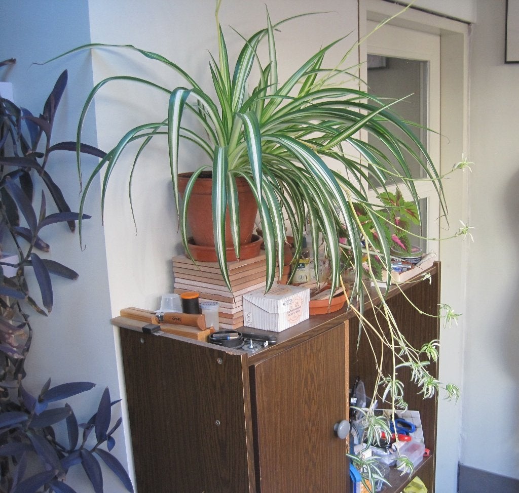 Graslelie - kamerplant, Ophalen, Overige soorten, Halfschaduw, Minder dan 100 cm