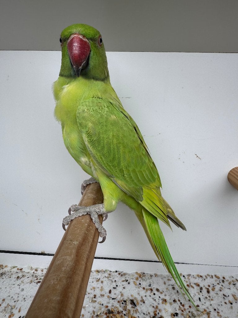 Halsbandparkiet, Femelle, Perruche, Bagué