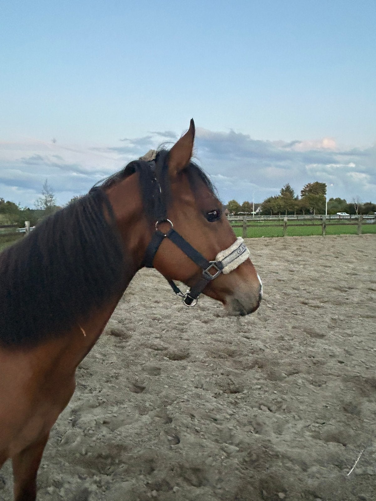 AQHA Hengst 2025, Dieren en Toebehoren, Minder dan 160 cm, Met stamboom, 0 tot 2 jaar, Hengst