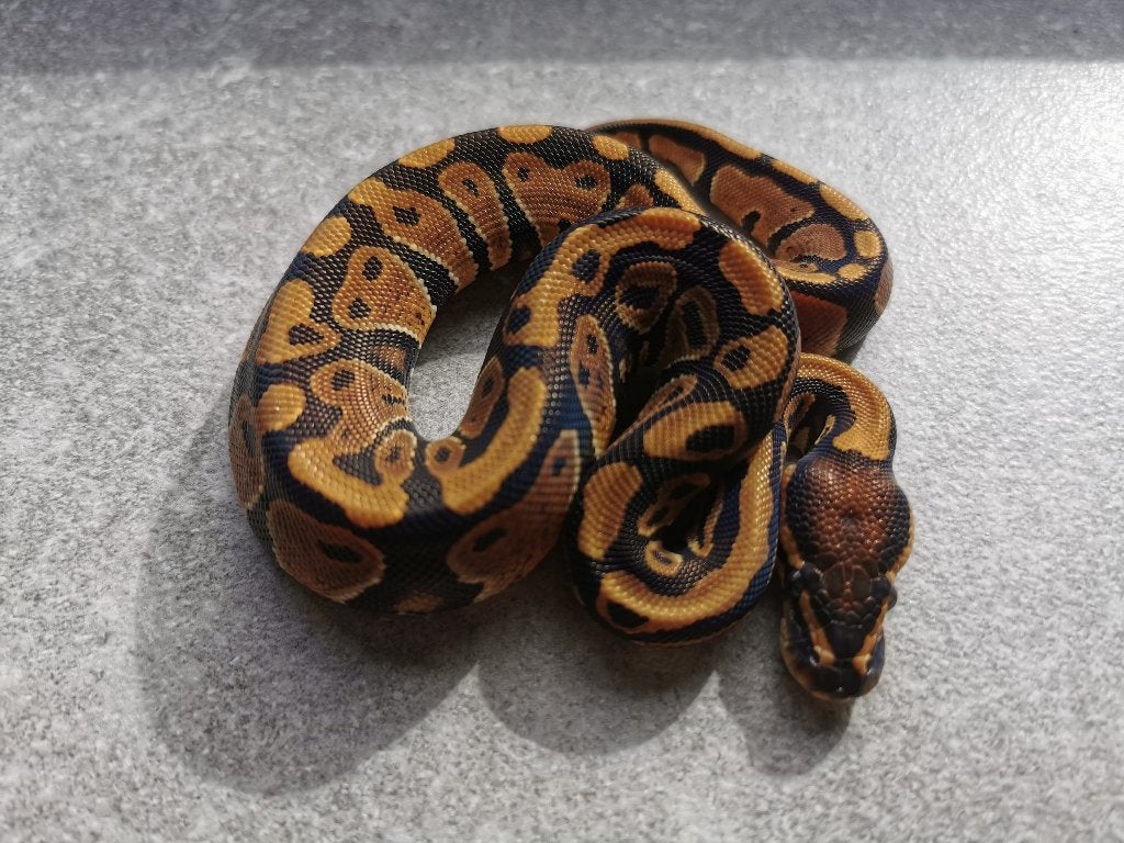 koningspython; python regius; 0.1; Normal het Clown Ball Python photo 3