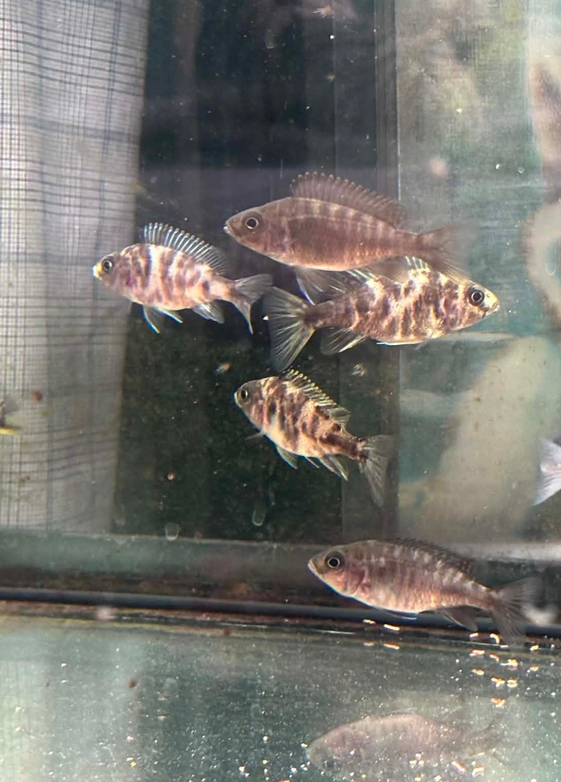 Malawi Aulonocara Calico, Vis, Zoetwatervis