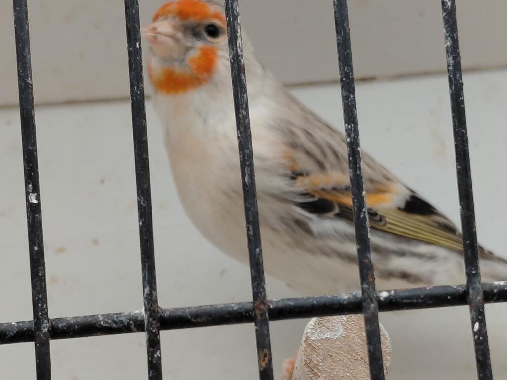 Kruising grote distelvink x kanarie, Mâle, Bâtard