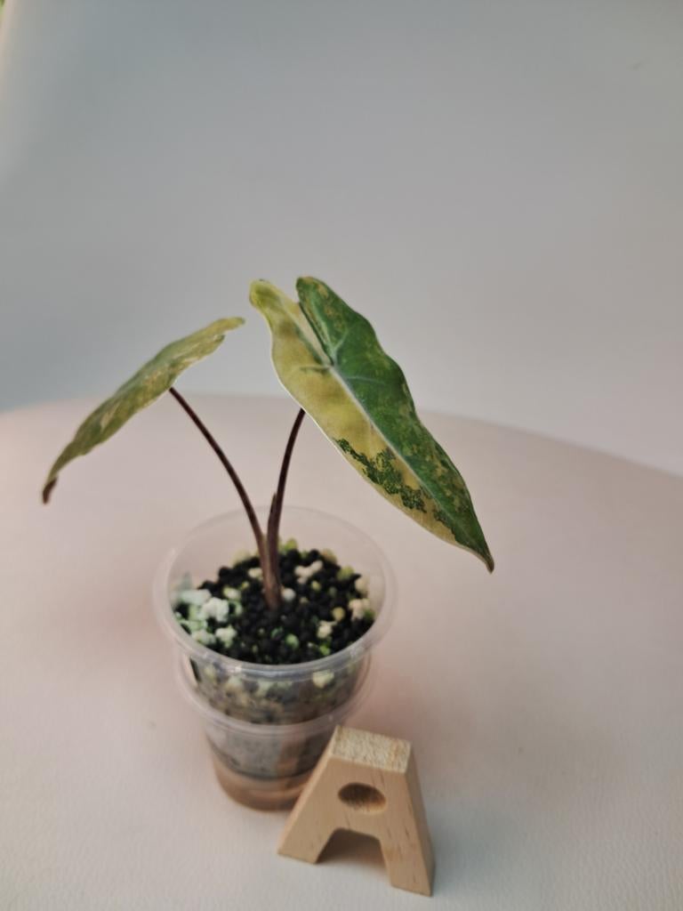 Alocasia Sanderiana Aurea | Uitzonderlijke schakering | En S, Ophalen