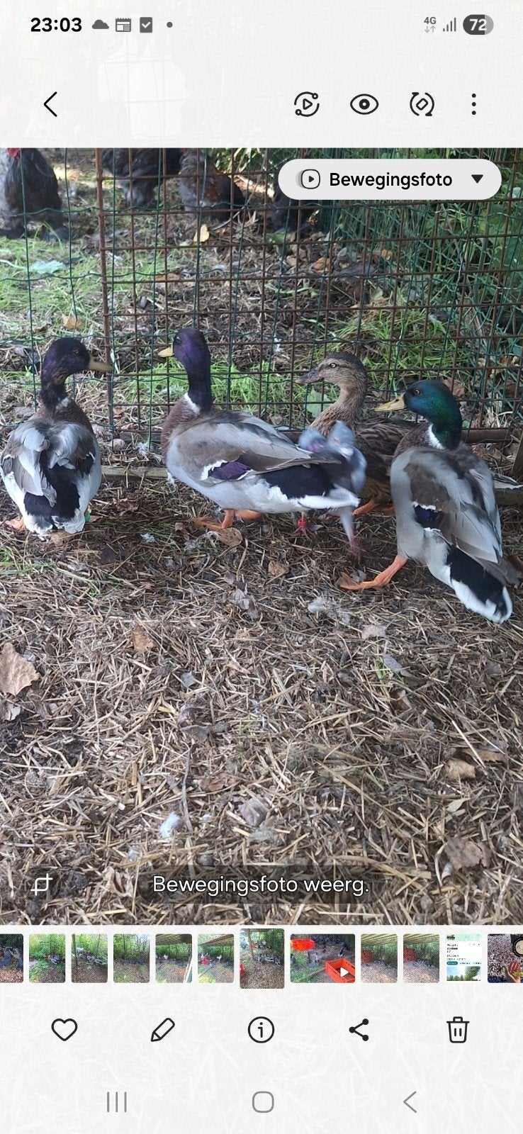 te koop, Plusieurs animaux