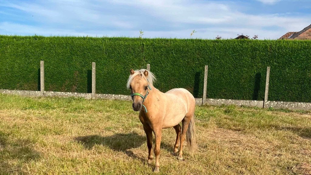 knap mini paardje, Hengst, Onbeleerd, Met stamboom, 0 tot 2 jaar