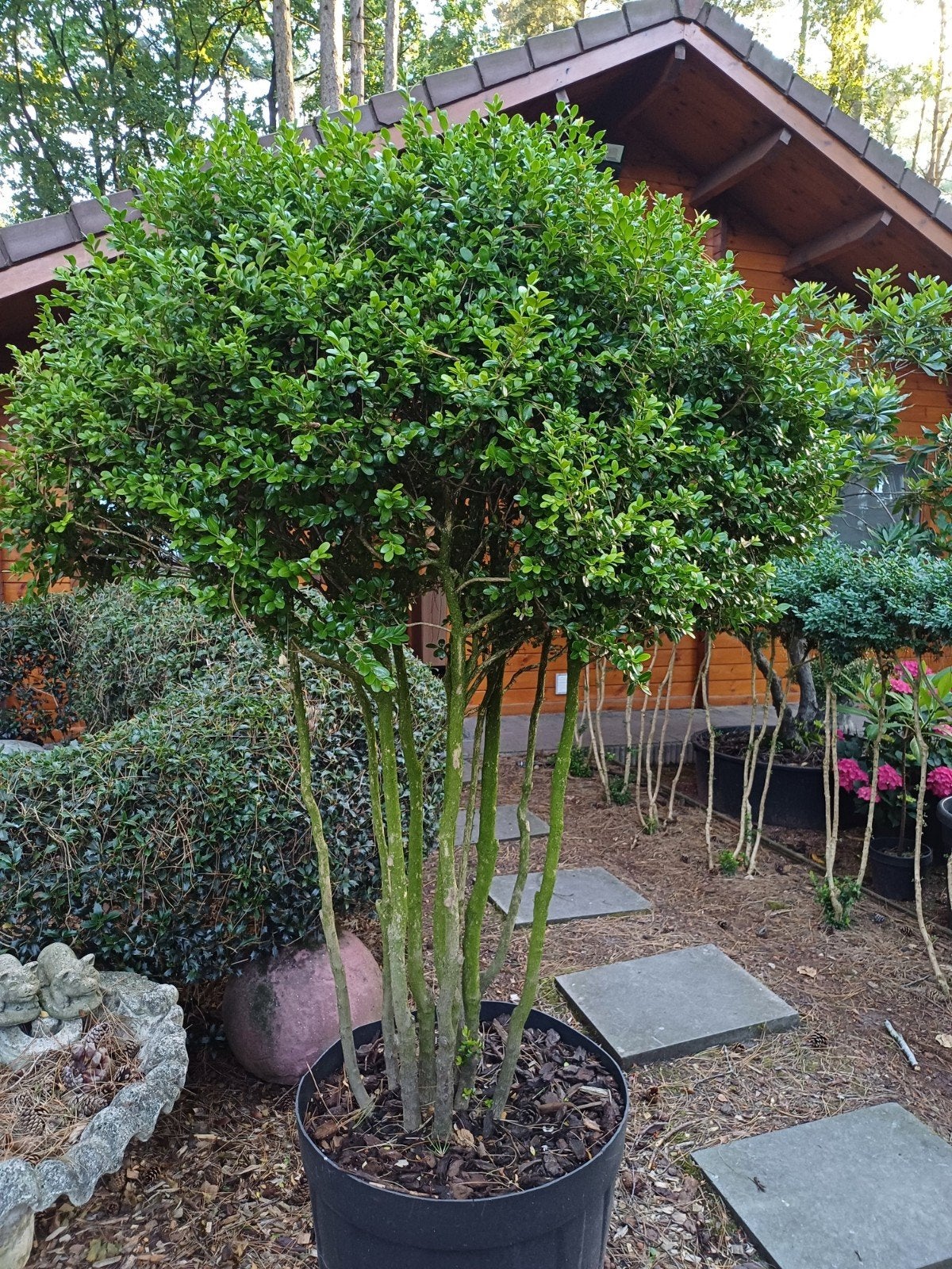 buxus meerstam, Enlèvement