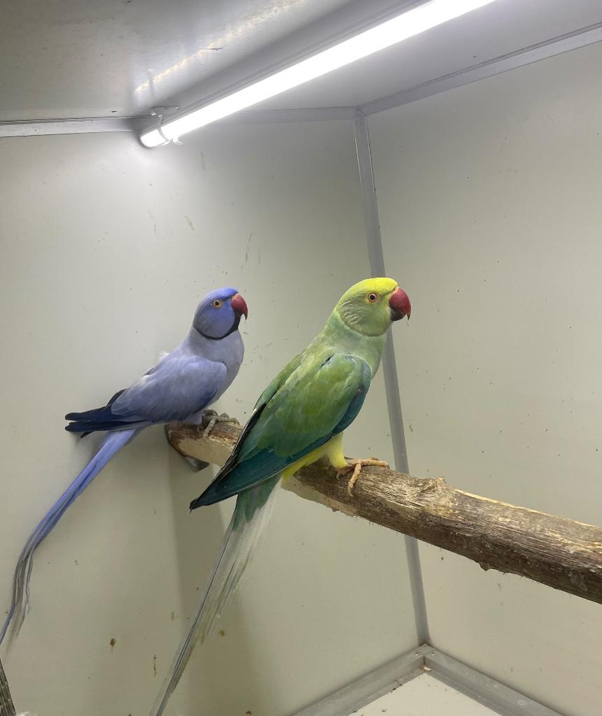 Opaline wkws kweekkoppel halsbandparkieten, Dieren en Toebehoren, Parkiet, Geringd