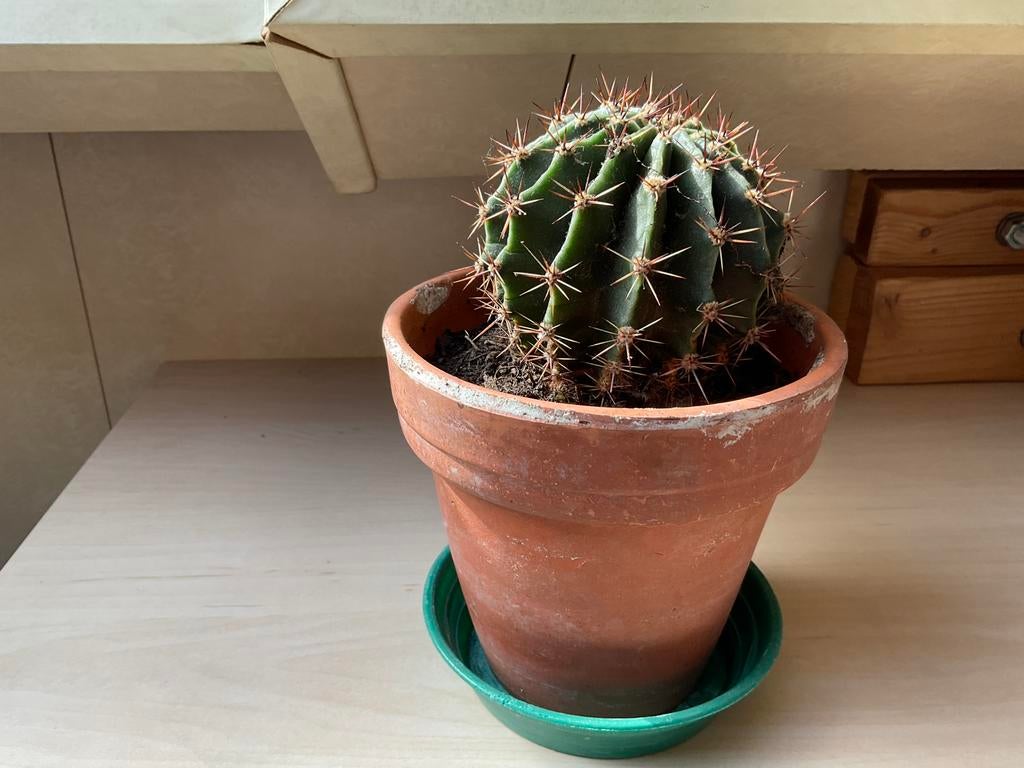 Cactus, En pot, Plein soleil, Plante à fleurs, Moins de 100 cm