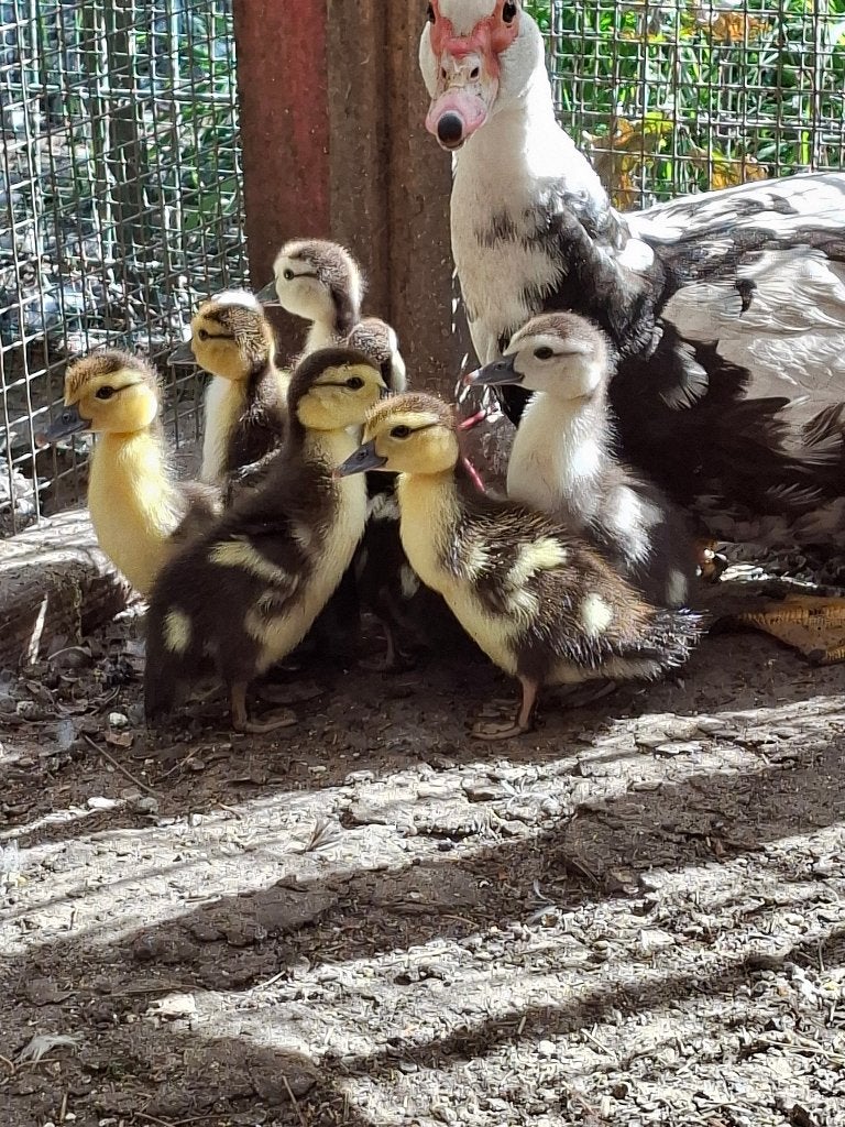 Barberie kuikens, Dieren en Toebehoren, Meerdere dieren, Eend