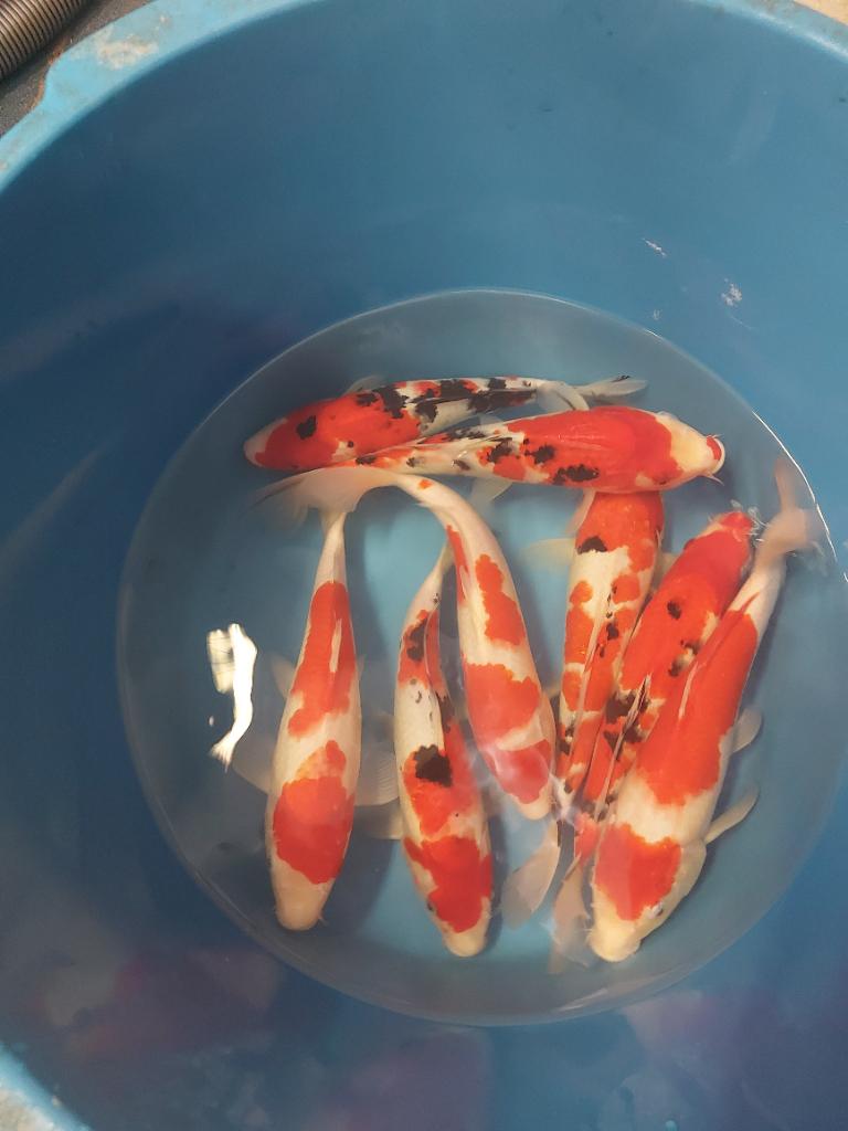 15 koi