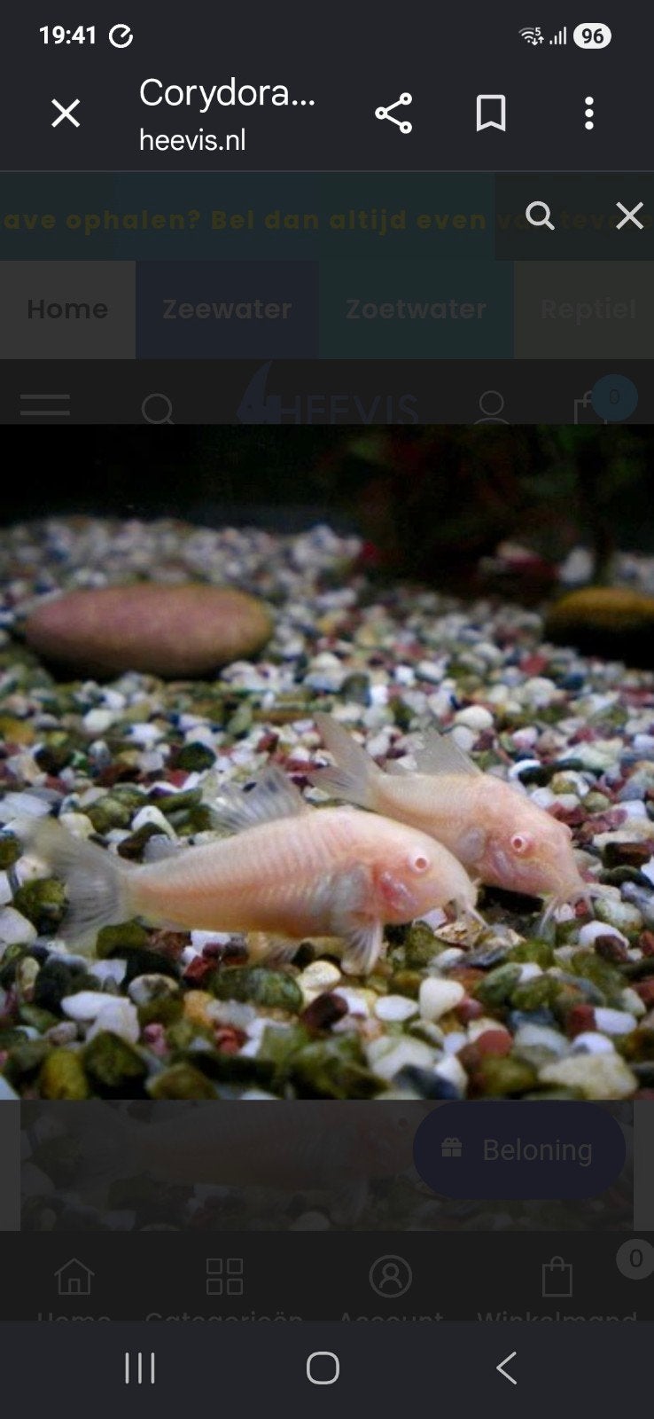 Corydoras albino locatie maastricht, Dieren en Toebehoren