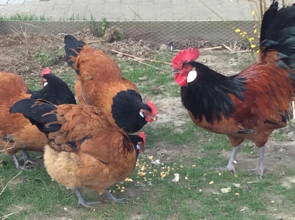 Broedeieren Vorwerk, Dieren en Toebehoren, Pluimvee