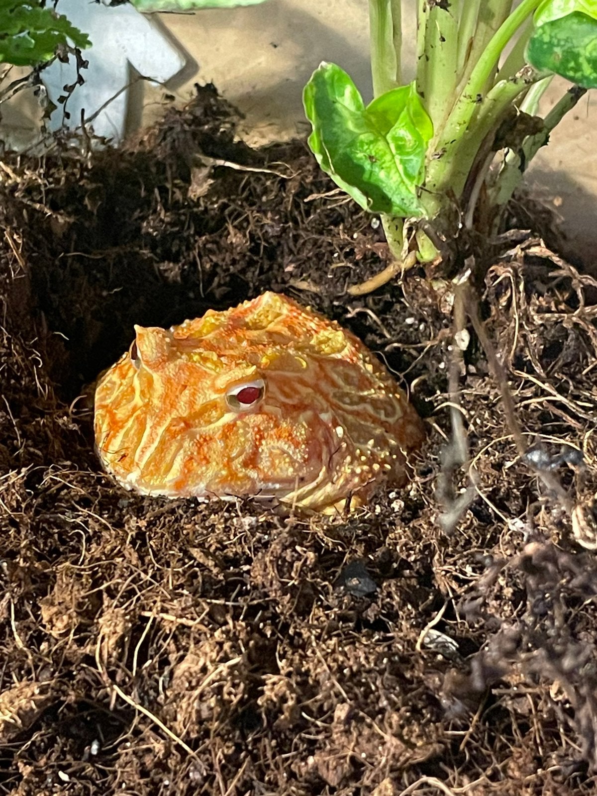Pacman-frog, Dieren en Toebehoren, Overige soorten, Met terrarium, 0 tot 2 jaar